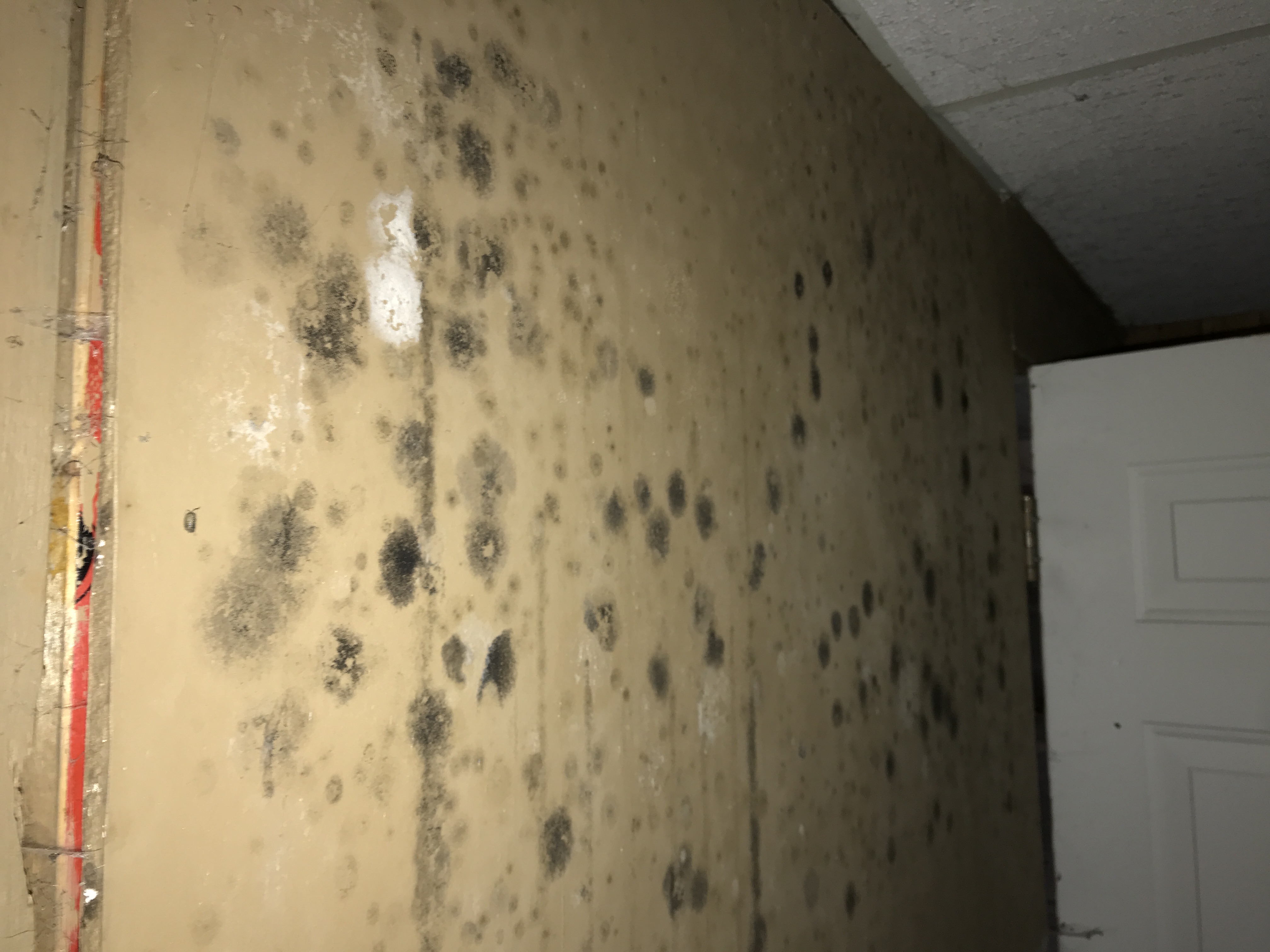 Mould Contamination