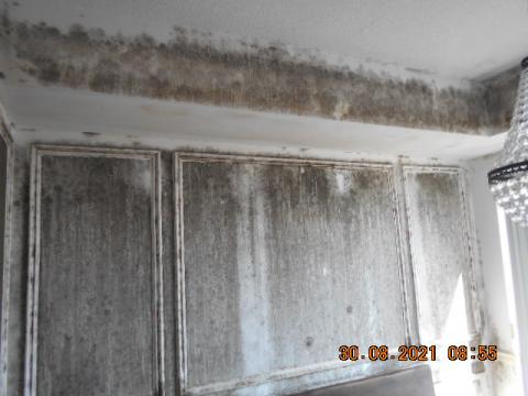 Mouldy Walls 2021